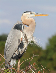 Heron Springs